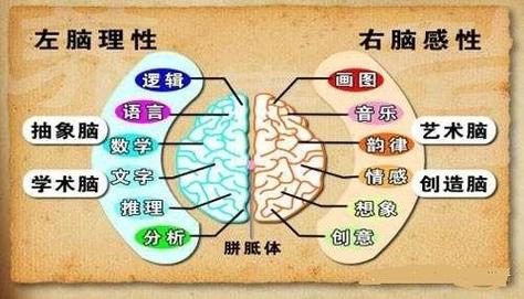心理学考研脑科学方向是什么