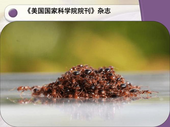 啄木鸟科特点