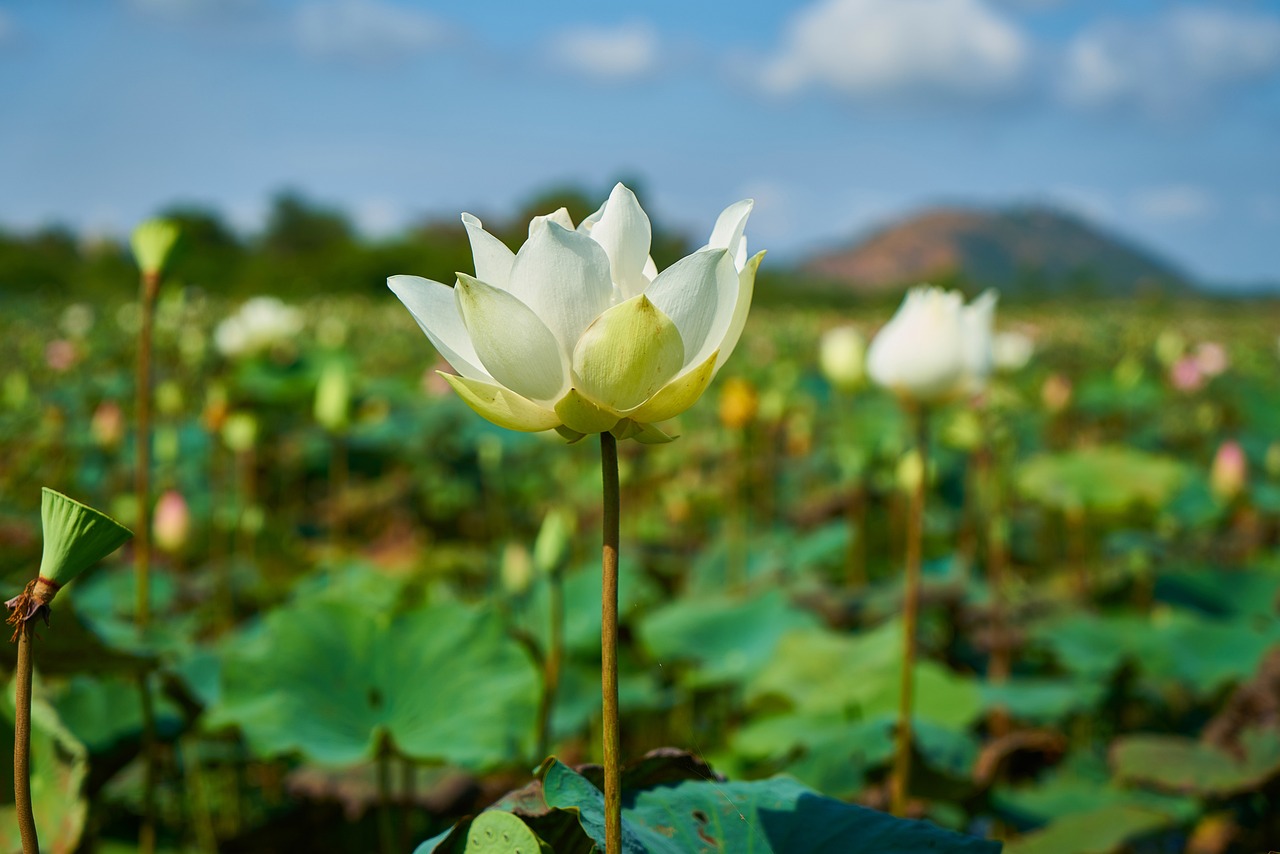 春花焰，恨海情天中的天文学诗篇